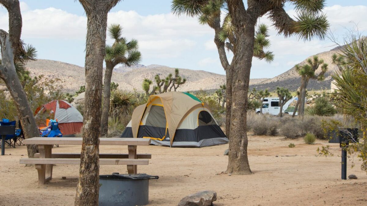 Tents among the trees at Ryan Campground in Joshua Tree National Park