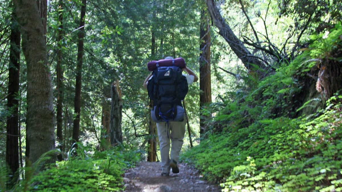 A hiker in a Big Sur forest carrying a backpack
