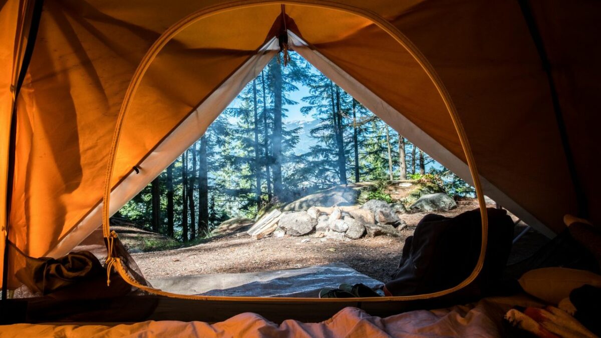 A view of the forest from a tent